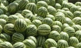 免费吃瓜资源,揭秘热门资源一网打尽